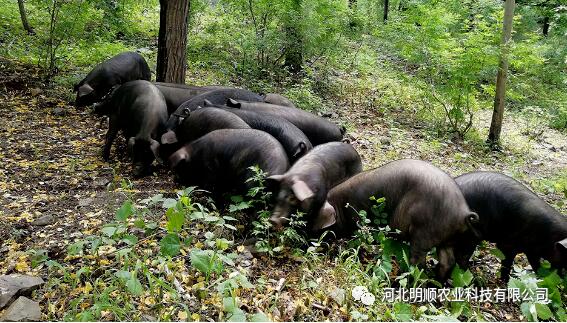 适合飞防的农药剂型