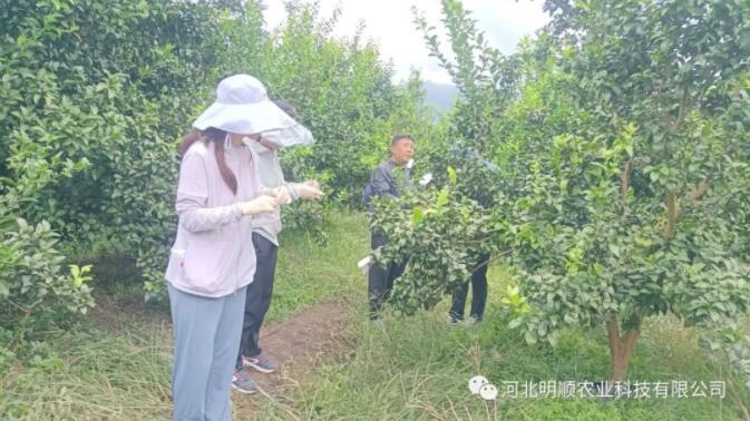 飞防助剂的效果明显吗？