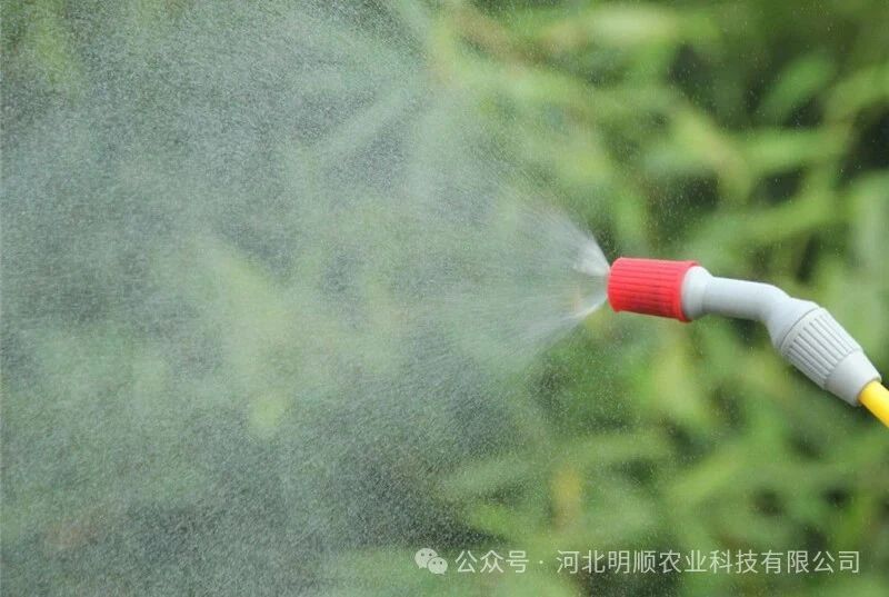 夏季高温，喷施农药的注意事项