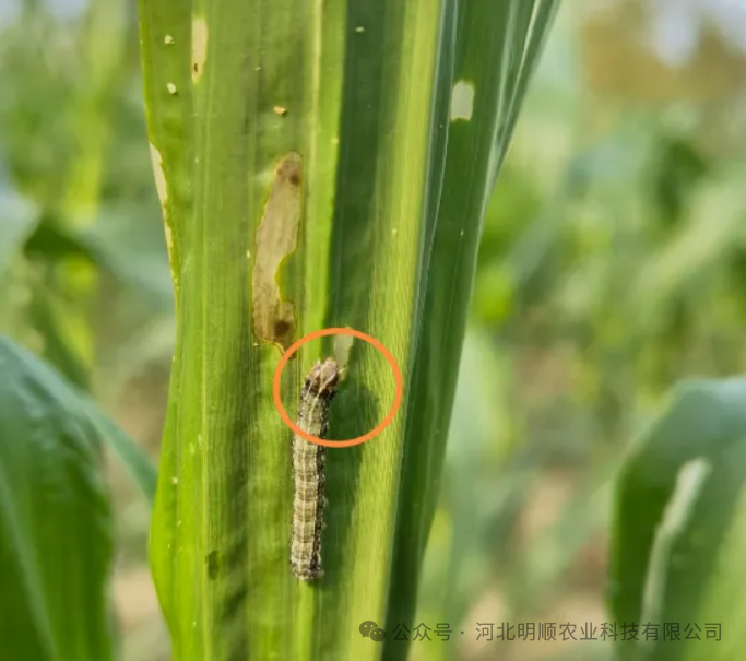 抓住作物关键期，“一喷多促”保丰收