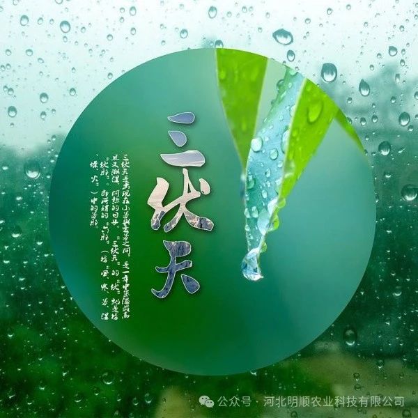 三伏农事早知道