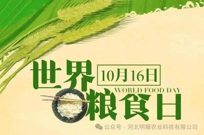 2024年世界粮食日‖粮安天下 共建更好生活，共创美好未来！