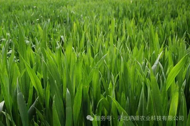 小麦拔节期管理技术要点