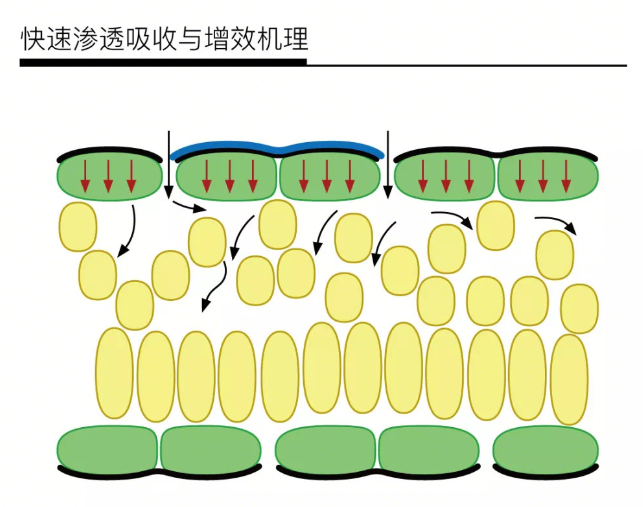 飞防助剂：农业现代化的关键助力