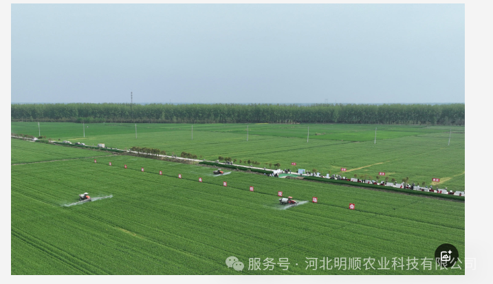聚焦安徽庐江县小麦“一喷三防”现场会：郑兆阳副站长指导yl9193永利公司助剂工作
