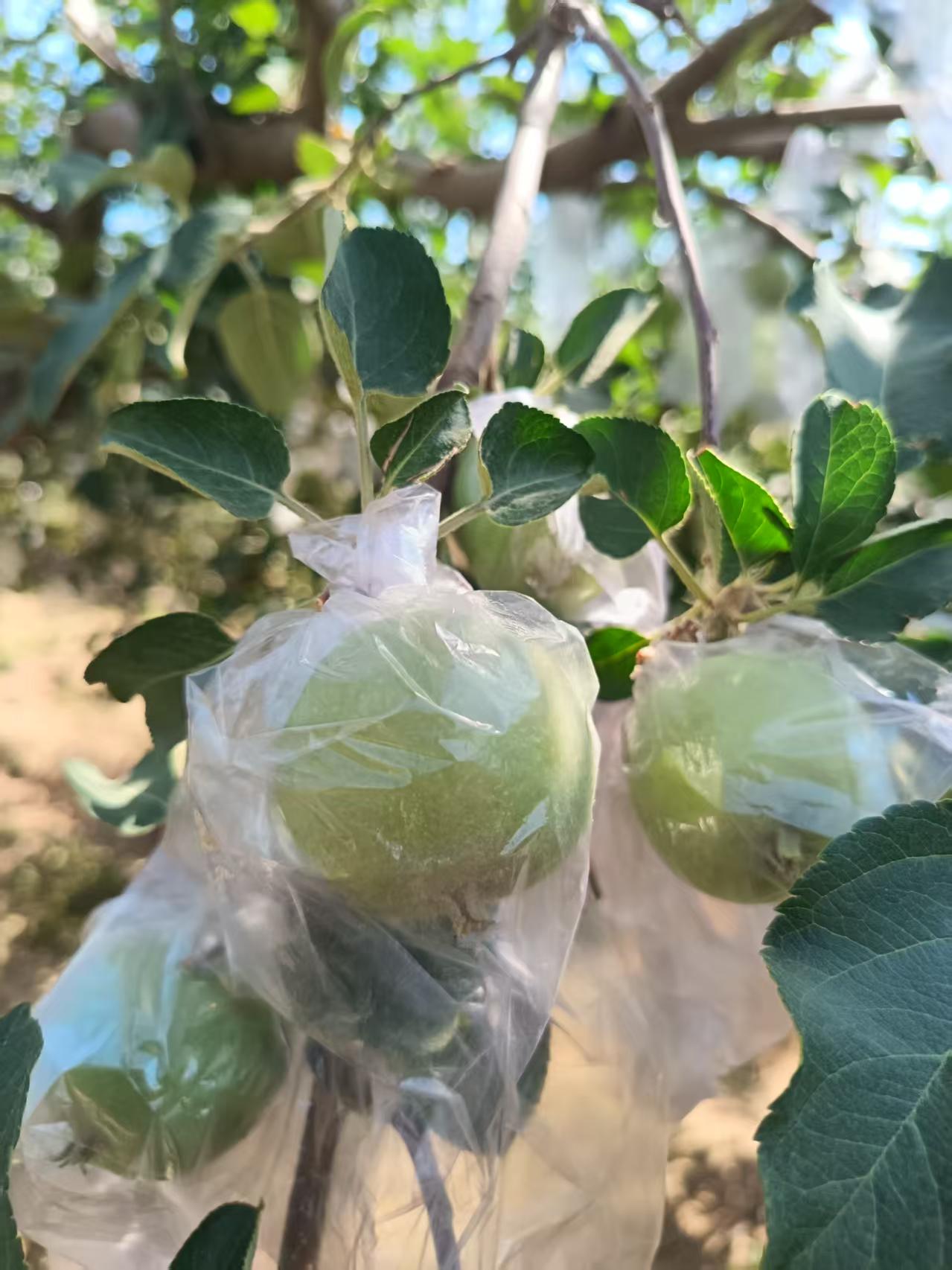 yl9193永利万荣基地果园里苹果“穿新衣”