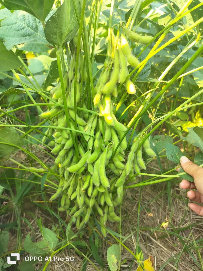 大豆“一喷多促”建议添加倍达通®飞防专用助剂