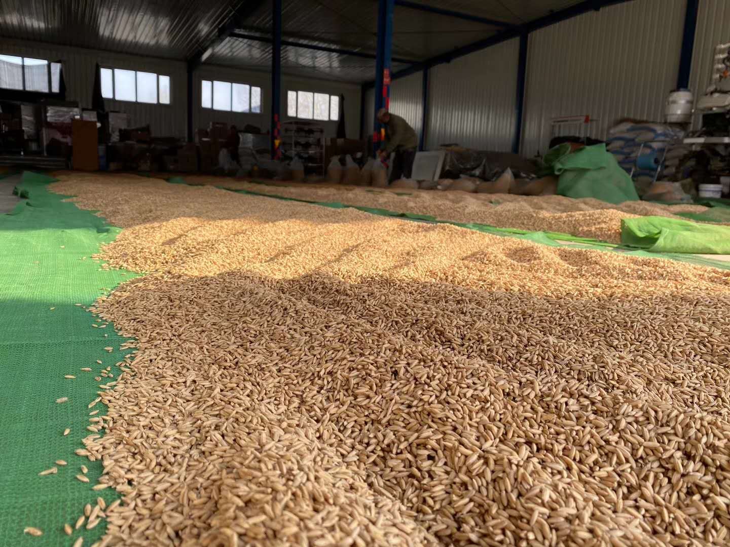 小麦备种怎么选？