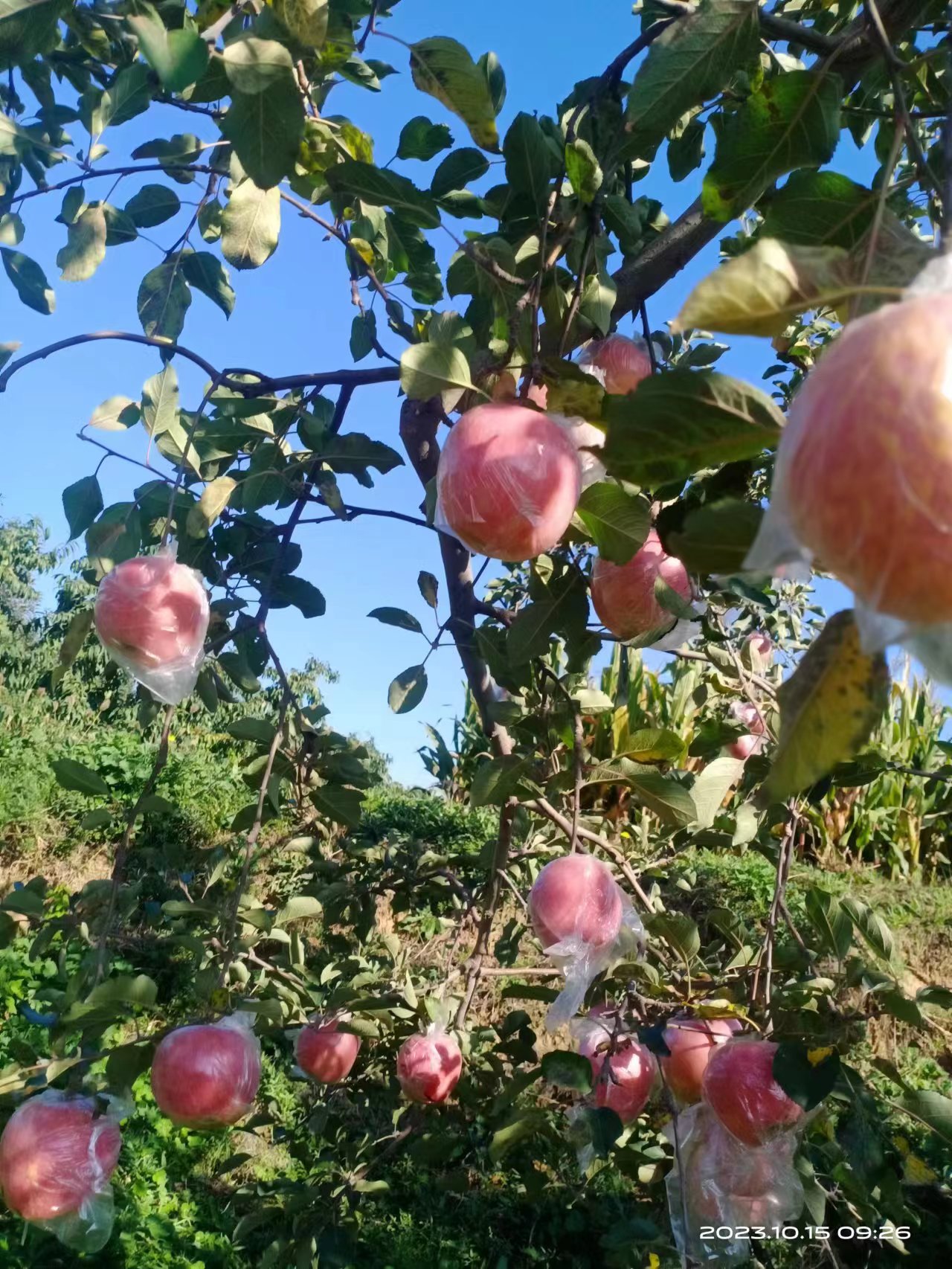 自然与匠心的馈赠—山西万荣富士苹果
