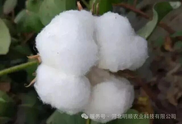 棉田秋翻早与晚决定来年播种质量